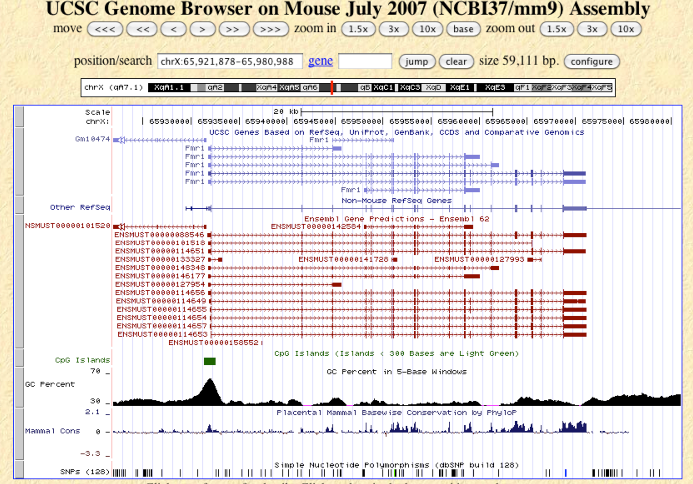 A screen shot of a UCSC genome browser view around the FMR1 locus on the mouse chromosome.